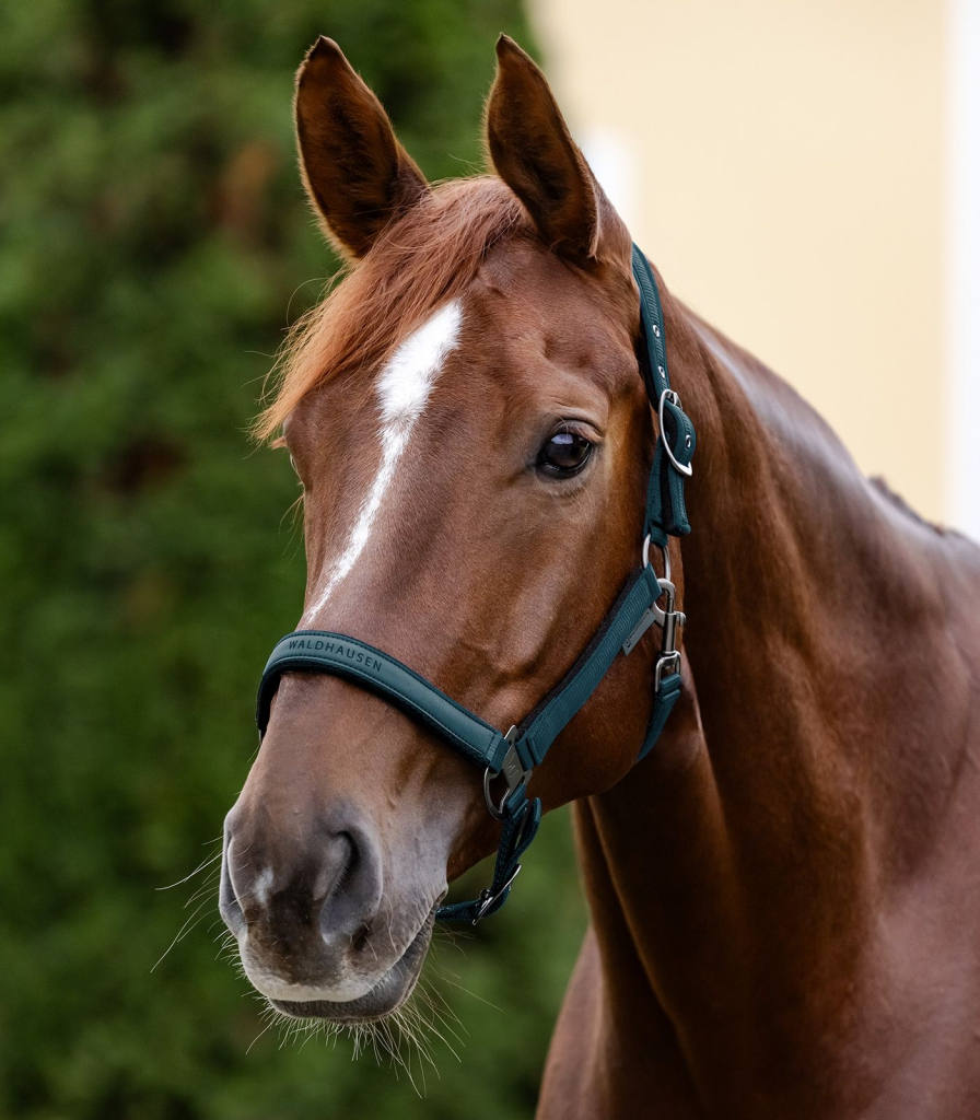 Ohlávka Athletic- PONY