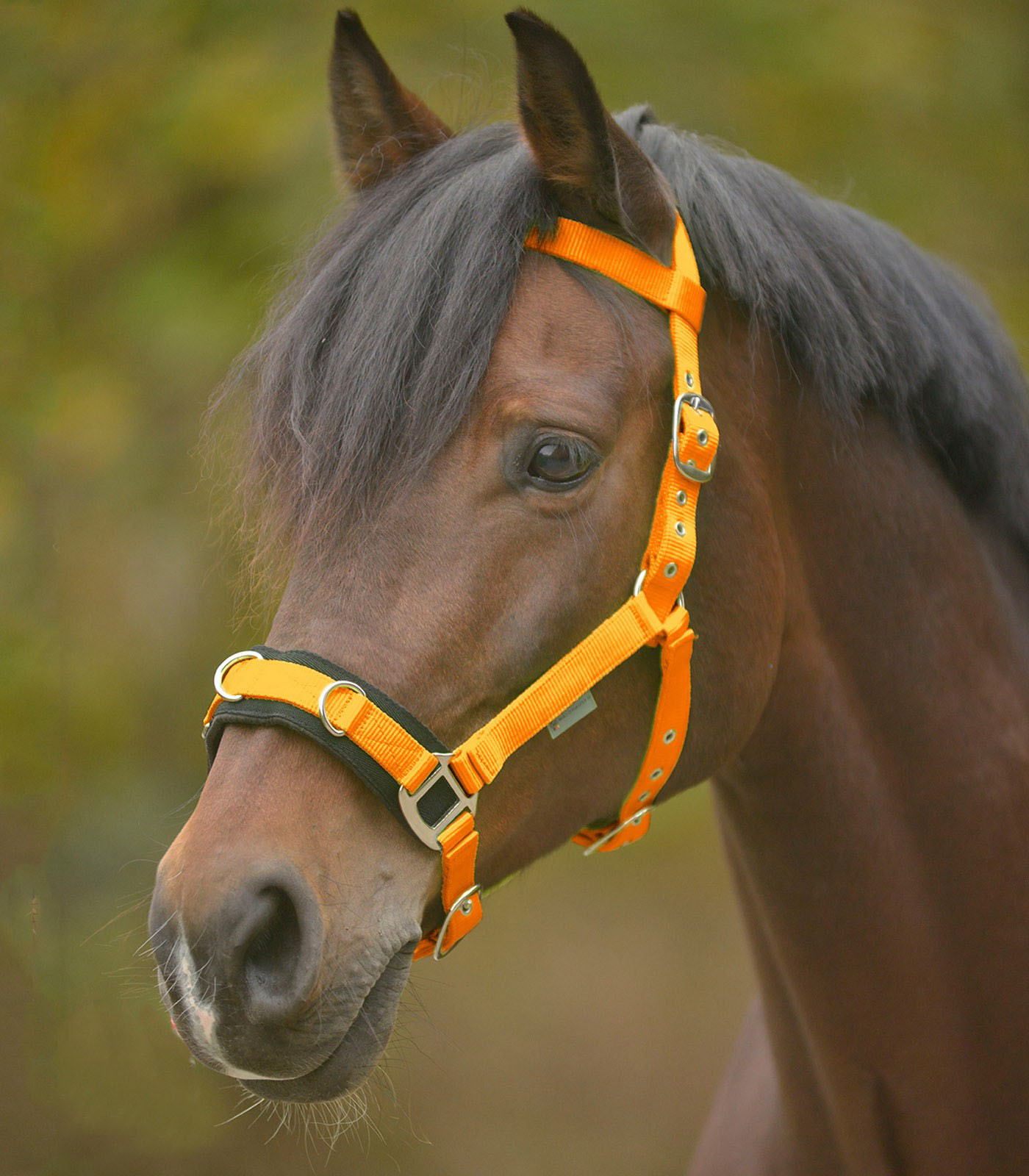 Lonžovací obnosek Colors- ZELENÝ PONY