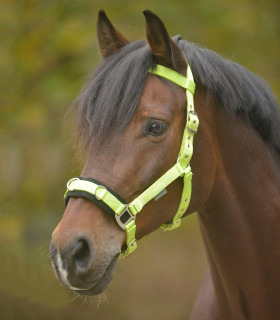 Lonžovací obnosek Colors- ZELENÝ PONY